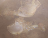 மூலிகை சிக்கன் சூப் (Mooligai chicken soup recipe in tamil) ரெசிபி ஸ்டேப் 4 புகைப்படம்