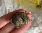 Foto del passaggio 2 della ricetta Spaghetti alle Vongole