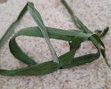 Foto langkah ke 1 dari resep TanSuKe (Ketan Susu Keju) Gondrong.