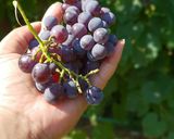 A picture of step 1 of Homemade 100% Grape Juice.