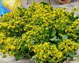 Hình bước làm 1 của món Cải ngồng xào tóp mỡ