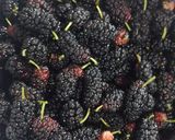 Foto del paso 1 de la receta: Jugo de Moras