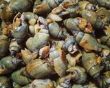 Hình bước làm 2 của món Ốc cà na xào bơ tỏi muối tôm