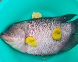 Foto langkah ke 1 dari resep Ikan Gurame Bakar Bumbu Jimbaran.