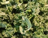 A picture of step 1 of Kale Stew.