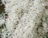 Foto langkah ke 2 dari resep #769 Sambal Docang Khas Jepara.