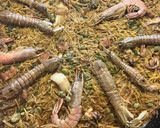Foto del paso 11 de la receta: Fideuà de mariscos, con sepia sucia, galeras y gambones