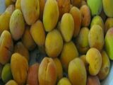 مربى المشمش