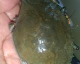 Gambar langkah 1 resipi Masak Lemak Ketam Nipah Pucuk Manis.