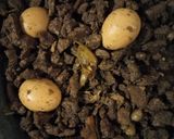 Foto langkah ke 6 dari resep Semur Daging Dan Telur.