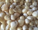 Hình bước làm 1 của món Sữa bắp