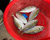 Hình bước làm 1 của món Canh Cá Chỉ Vàng Nấu Ngót