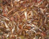 A picture of step 5 of Fried Omena.