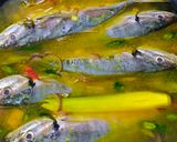 Foto langkah ke 3 dari resep Ikan Singgang Khas Melayu Kepri.