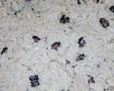 Foto del paso 2 de la receta: Costeleta de cerdo con ensalada de porotos, arroz y lechuga