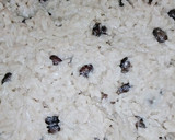Foto del paso 2 de la receta: Costeleta de cerdo con ensalada de porotos, arroz y lechuga