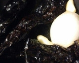 Foto del paso 2 de la receta: Pasta con Verdolagas en una crema de chile pasilla