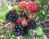 Foto del paso 1 de la receta: Kuchen alemán de moras silvestres