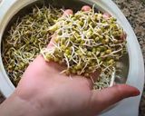 முளைக்கட்டிய பச்சைப்பயிறு சாதம் ரெசிபி ஸ்டேப் 1 புகைப்படம்
