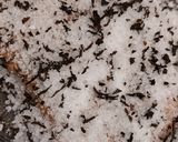 Une image de l'étape 5 de Truite fumée sans bois ou truite gravlax au thé fumé.