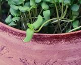 Foto del paso 11 de la receta: Brotes de lino 🌱 Germinación de semillas de lino marrón en germinador de arcilla 🌱