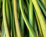Une image de l'étape 1 de Tarte à la rhubarbe du jardin.