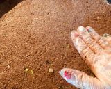 عکس مرحله 7 از دستور کبه لبنانی(kebbeh)