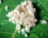 Foto langkah ke 1 dari resep Nasi Mentega Rice Cooker.