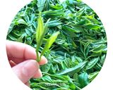 عکس مرحله 2 از دستور چای سفید : از غنچه برگ تا دمنوش ، تجربه‌ی فرآوری یک دمنوش