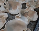 Foto del paso 4 de la receta: Canastitas de atún y cebollas