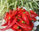 صورة لخطوة 1 من وصفة هريسة صنع منزلي🌶️🌶️