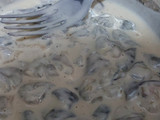 Udang goreng kriuk 2 bahan