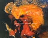 Foto langkah ke 2 dari resep Kepiting Saus Padang.