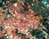 Foto langkah ke 3 dari resep Kulit melinjo balado.