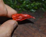 Foto del paso 2 de la receta: Cachete de salmón alpino