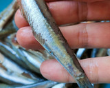 Foto del paso 1 de la receta: Boquerones fritos en freidora de aire sin casi aceite