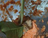 Foto langkah ke 3 dari resep Cumi Hitam Putih Telur.