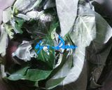 Foto langkah ke 1 dari resep 16. Tumis Terasi Daun Singkong Deva #BikinRamadhanBerkesan.