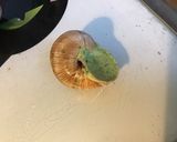 Une image de l'étape 4 de Escargots de Bourgogne aux échalotes,ail et herbes aromatiques.