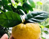 Hình bước làm 4 của món Bánh bao quả quýt