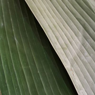 Langkah 4