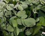Foto langkah ke 1 dari resep Sayur Daun Kelor.