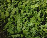 A picture of step 2 of Punjabi palak paratha.