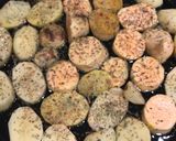 Foto del paso 2 de la receta: Pechito “ Matambre de Cerdo” al Horno con Papas y Batatas