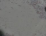 Foto langkah ke 2 dari resep Adonan Dasar Roti Tanpa Ulen Tanpa Margarin (no-knead bread dough).