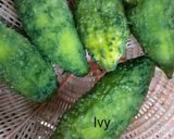 পুর ভরা আচারি করলা (Stuffed achari karala recipe in Bengali) রেসিপির ধাপ 1 ছবি
