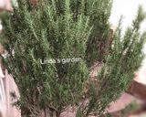 Hình bước làm 1 của món Sườn nướng Rose Mary