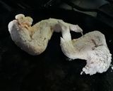 Foto del paso 4 de la receta: Pollo al pimentón, facilísimo