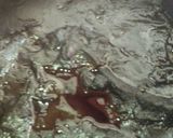 Foto del paso 3 de la receta: Espinazo de cerdo con mole oaxaqueño