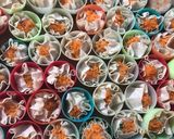 Foto langkah ke 5 dari resep Dimsum ayam ala basria.